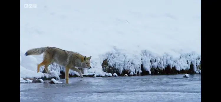 Mountain coyote (Canis latrans lestes) as shown in Planet Earth II - Mountains